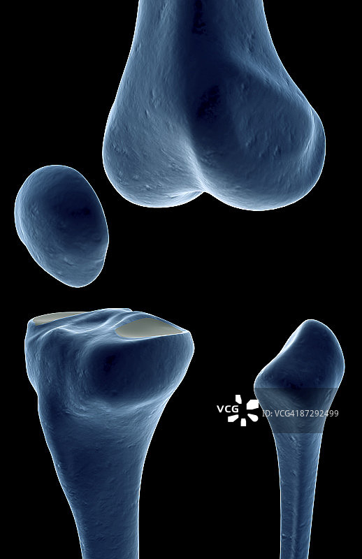 膝盖的骨骼图片素材