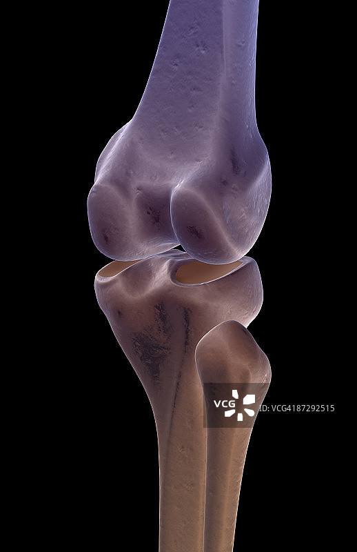 膝盖的骨骼图片素材