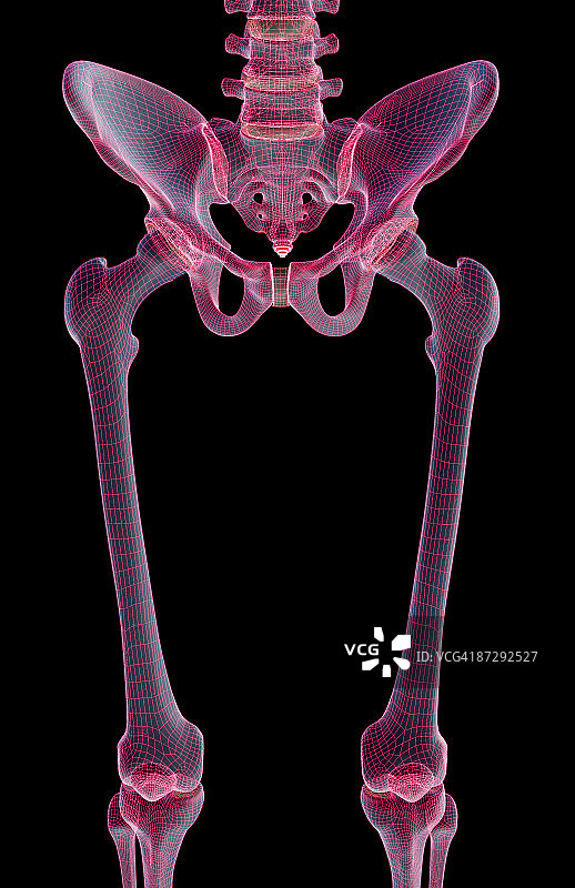 下肢的骨骼图片素材