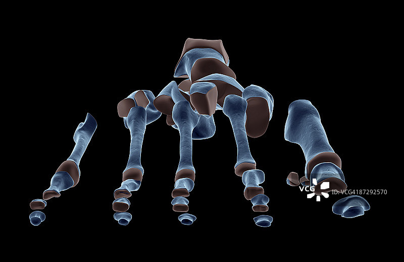 足部骨骼图片素材