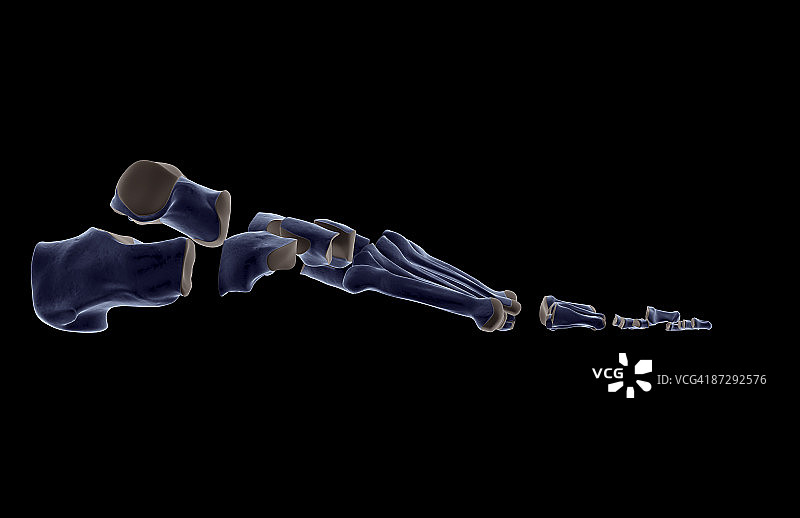 足部骨骼图片素材