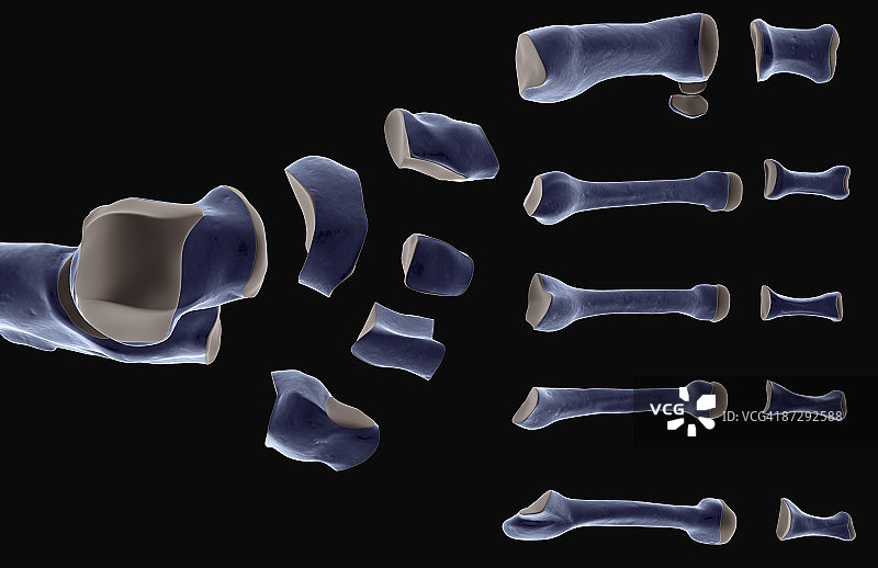 足部骨骼图片素材