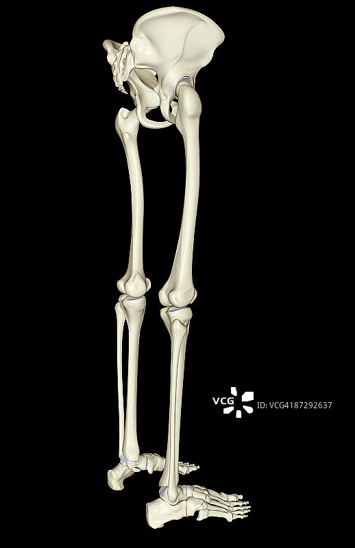 下半身的骨骼图片素材
