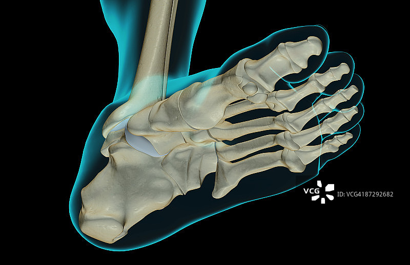 足部骨骼图片素材