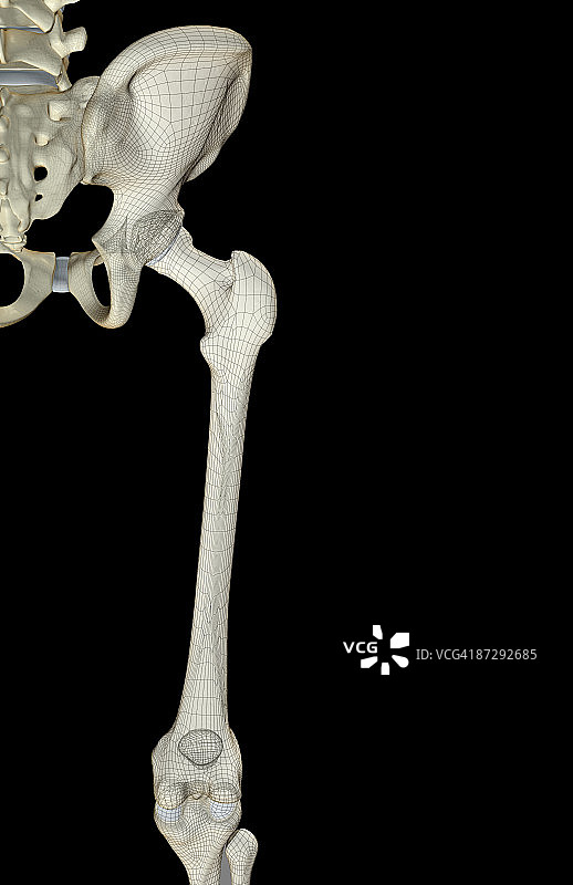 髋部和下肢的骨骼图片素材
