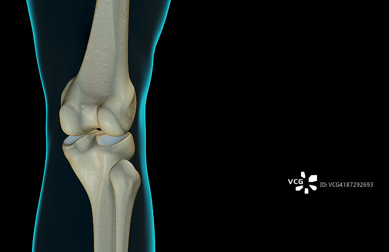 膝盖的骨骼图片素材