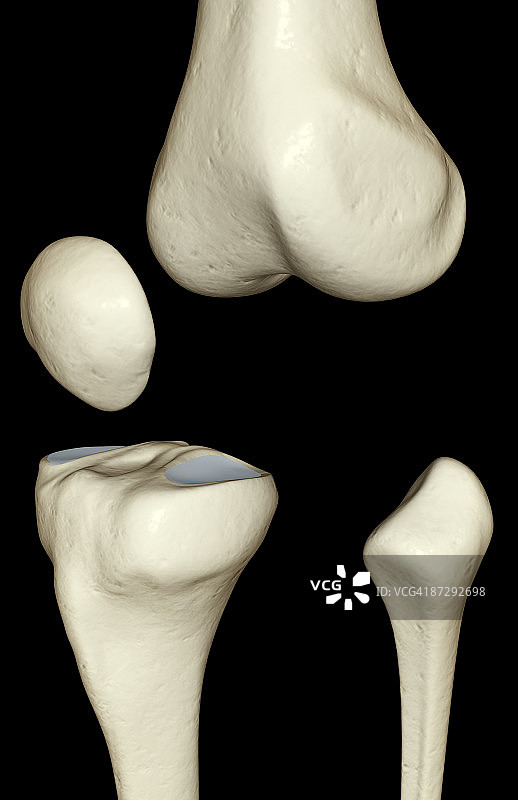 膝盖的骨骼图片素材