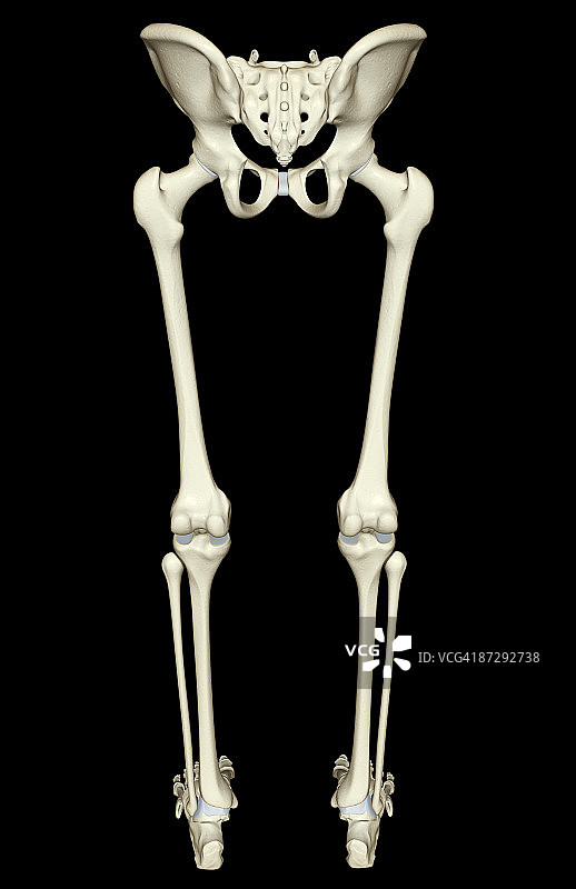 下半身的骨骼图片素材