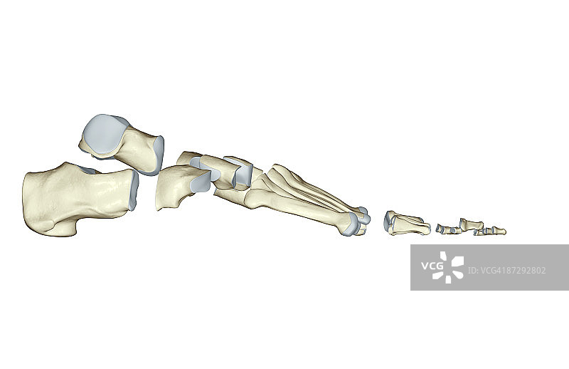 足部骨骼图片素材
