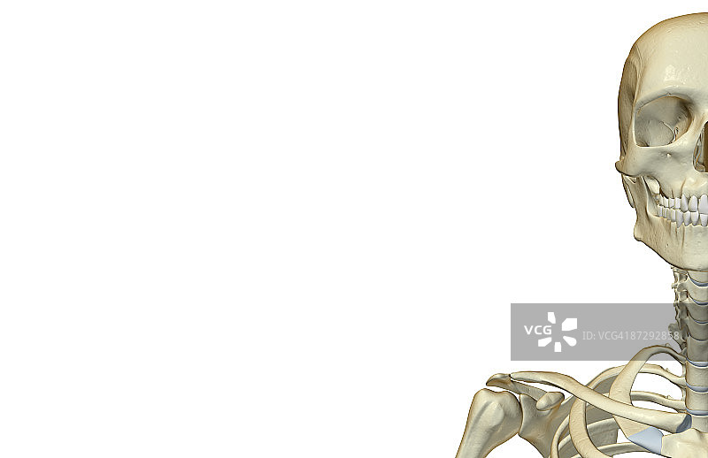 头部和颈部骨骼图片素材