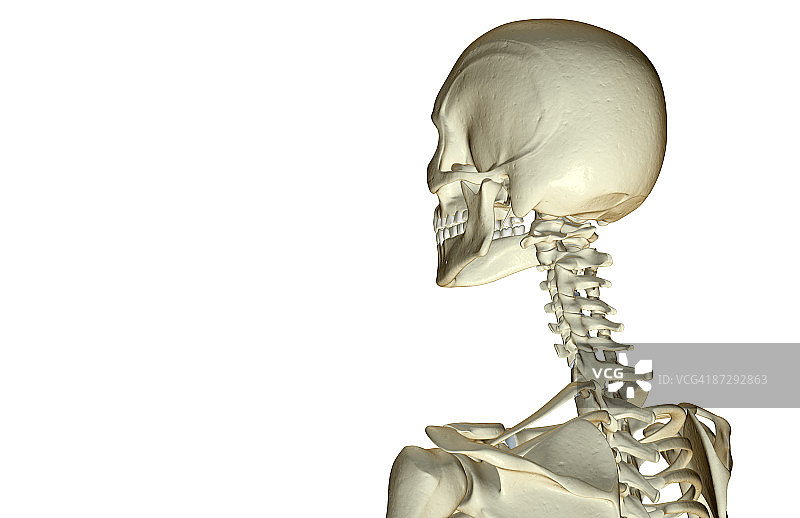 头部和颈部骨骼图片素材
