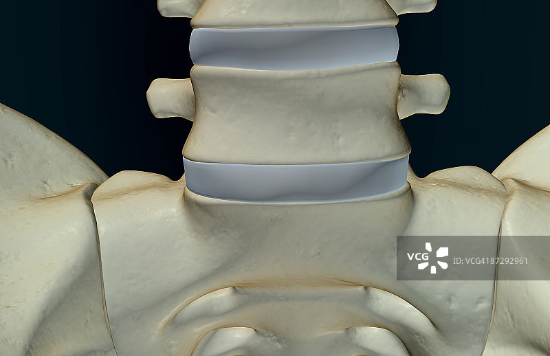 脊椎骨骼图片素材