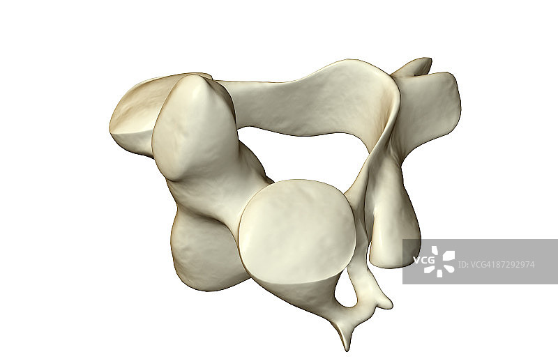 枢椎骨图片素材