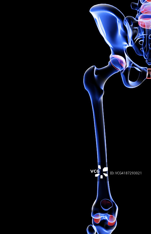 髋部和下肢的骨骼图片素材