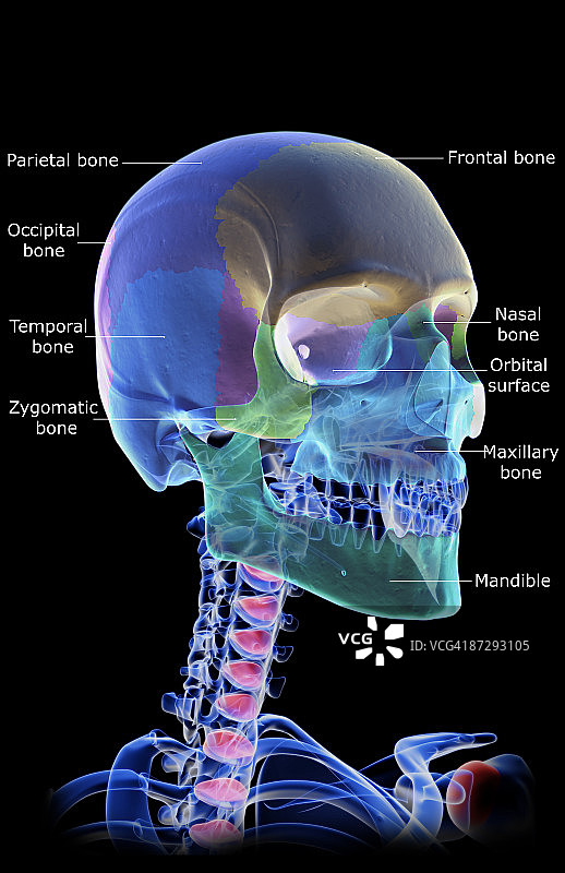 头部、颈部和面部骨骼图片素材