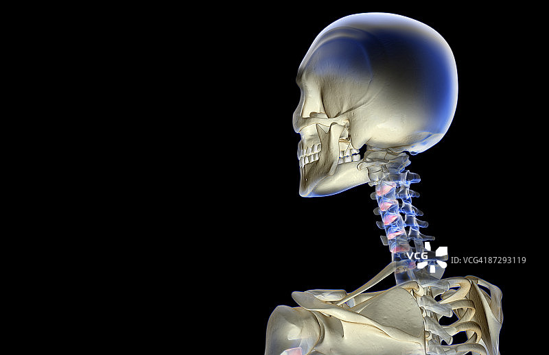 头部和颈部骨骼图片素材