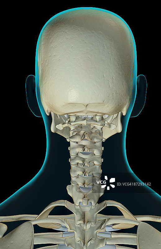 头部和颈部骨骼图片素材