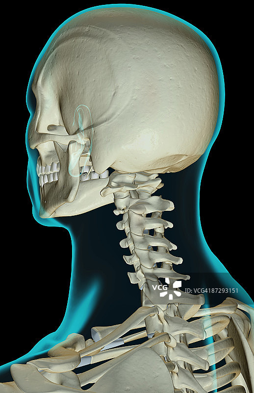 头部和颈部骨骼图片素材