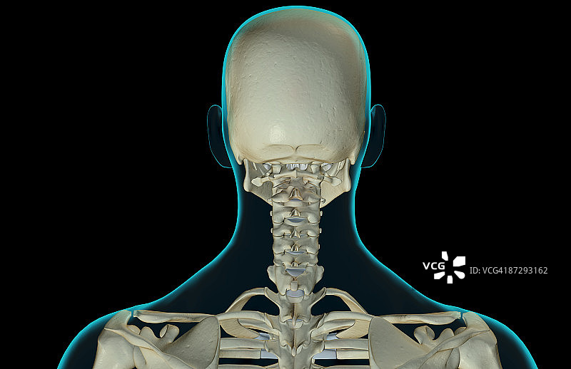 头部和颈部骨骼图片素材
