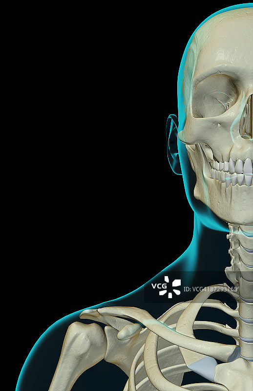 面部、颈部和肩部的骨骼图片素材