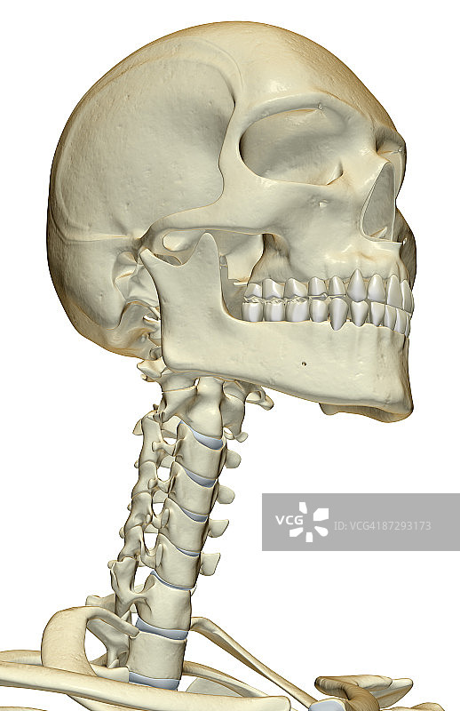 头部和颈部骨骼图片素材