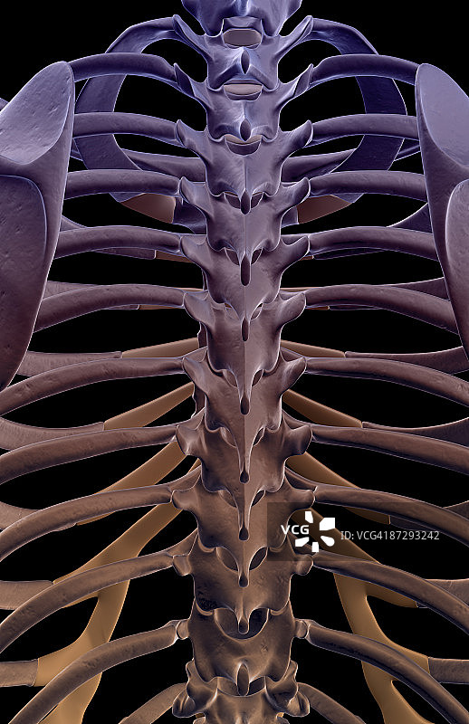 胸椎骨骼图片素材