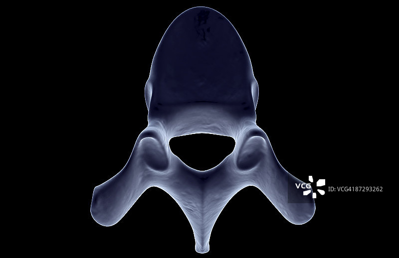 脊椎骨图片素材