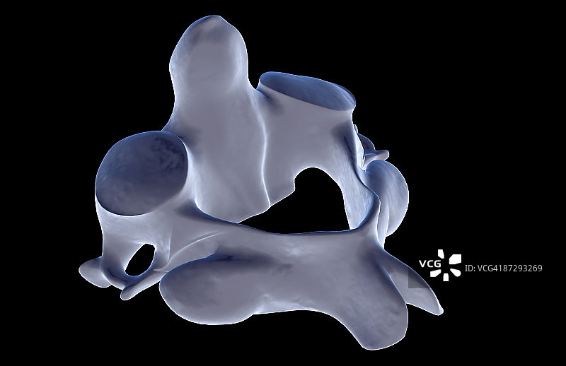 枢椎骨图片素材