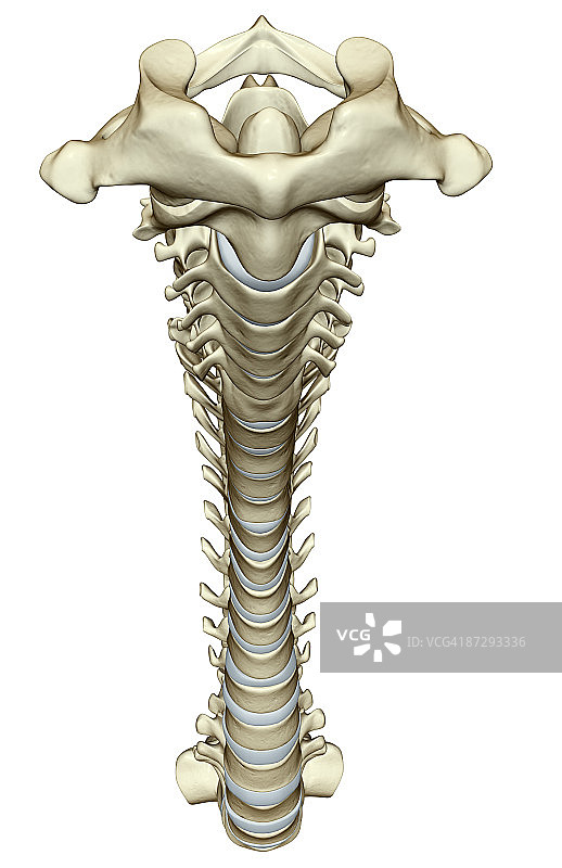 脊柱图片素材