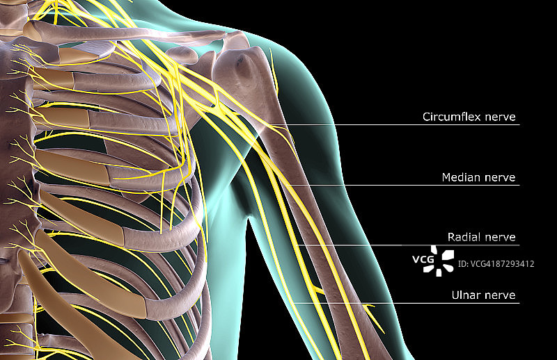 肩部神经图片素材