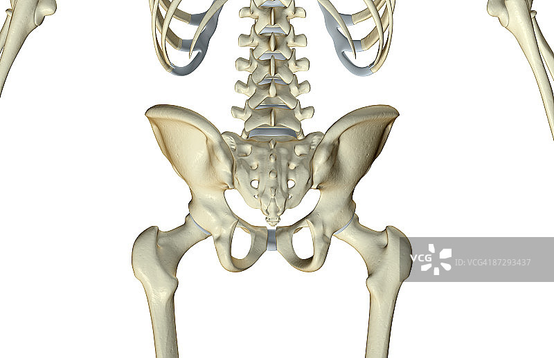 下半身的骨骼图片素材