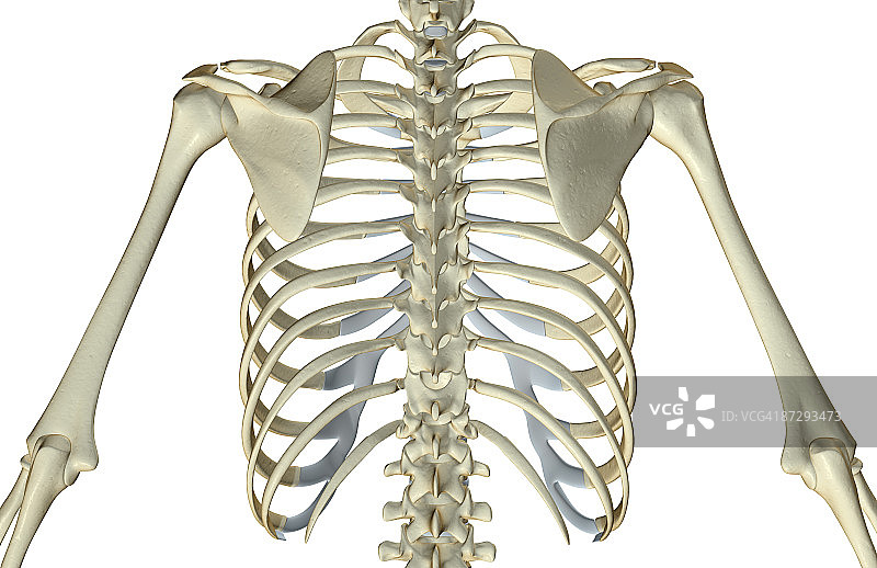 上半身的骨头图片素材