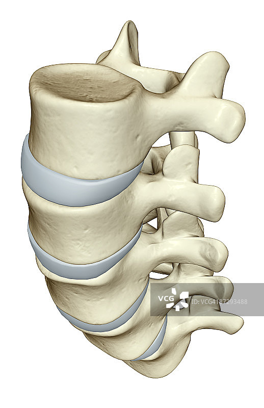腰椎图片素材