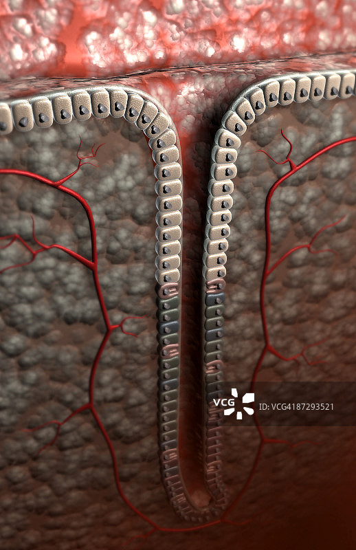 胃小凹图片素材
