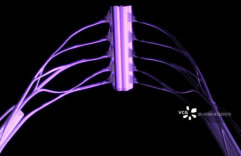 臂丛神经图片素材