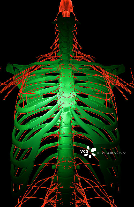 上半身神经图片素材