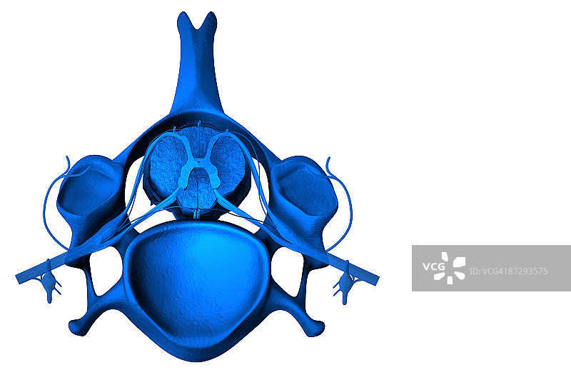 脊髓图片素材
