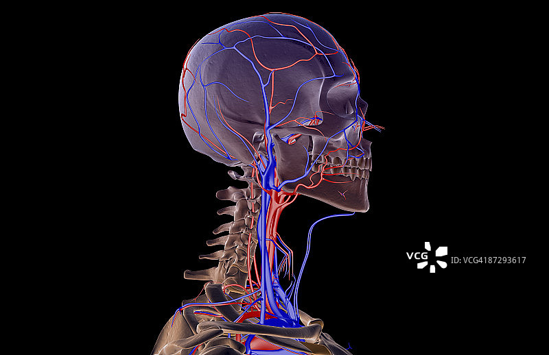 头颈部的血液供应图片素材
