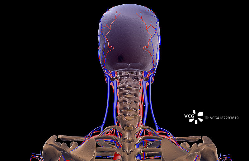 头颈部的血液供应图片素材