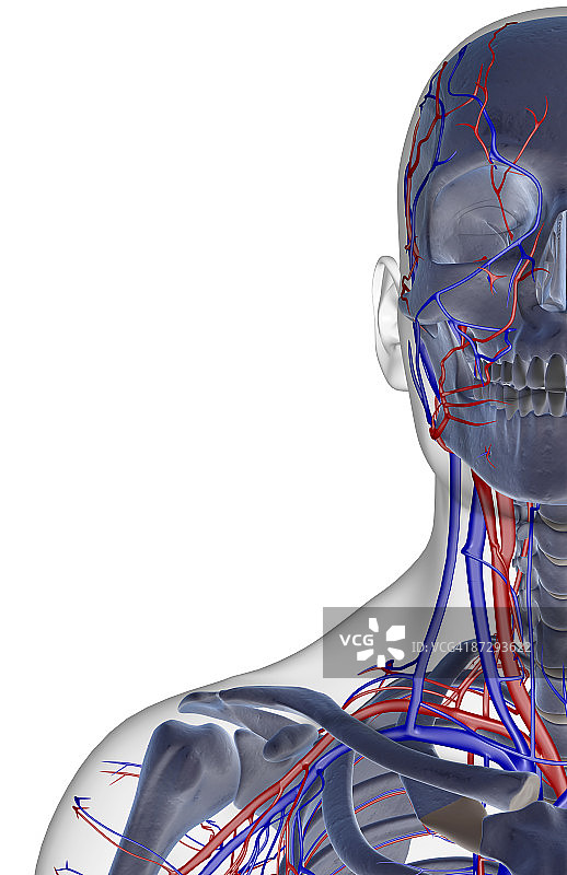面部、颈部和肩部的血液供应图片素材