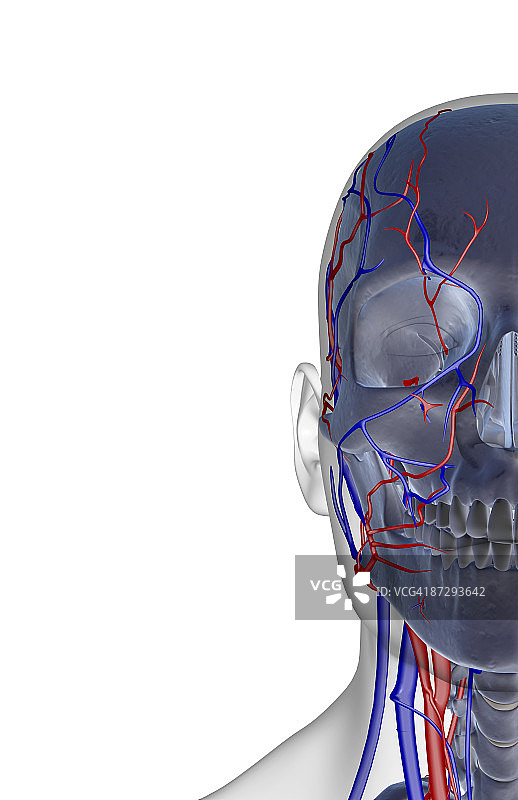 面部供血图片素材