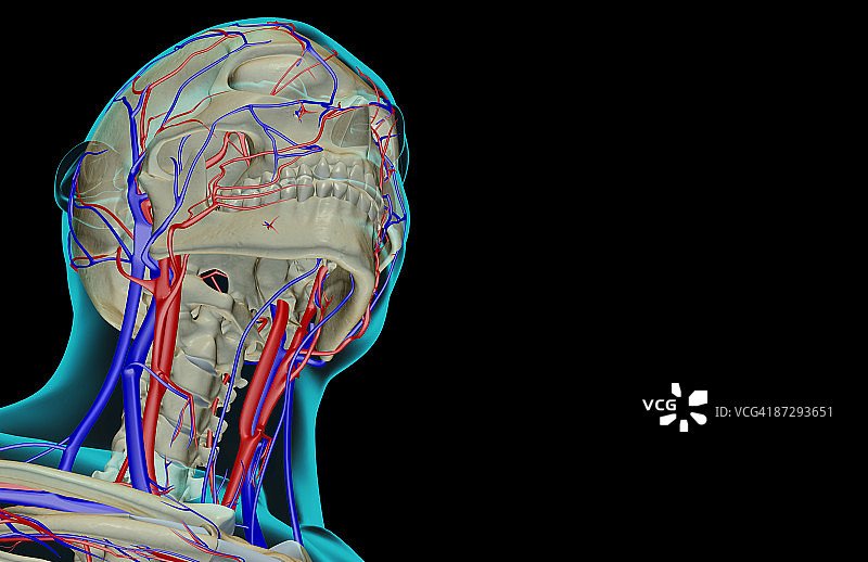 头颈部的血液供应图片素材