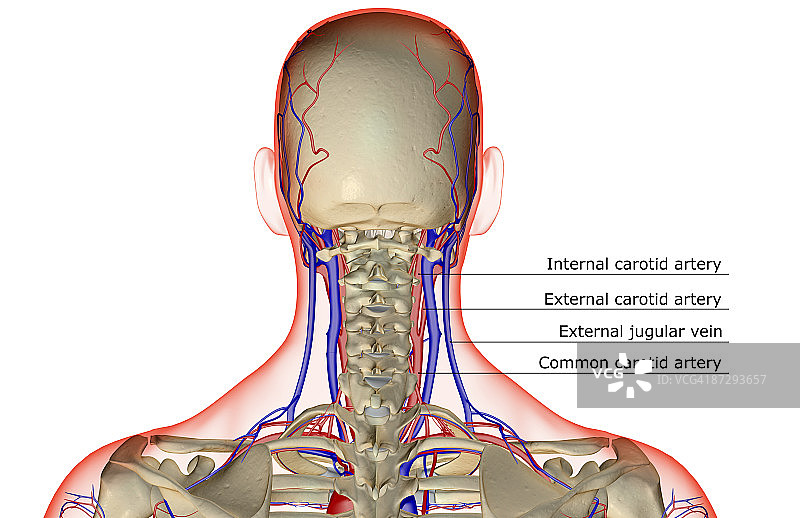 头颈部的血液供应图片素材