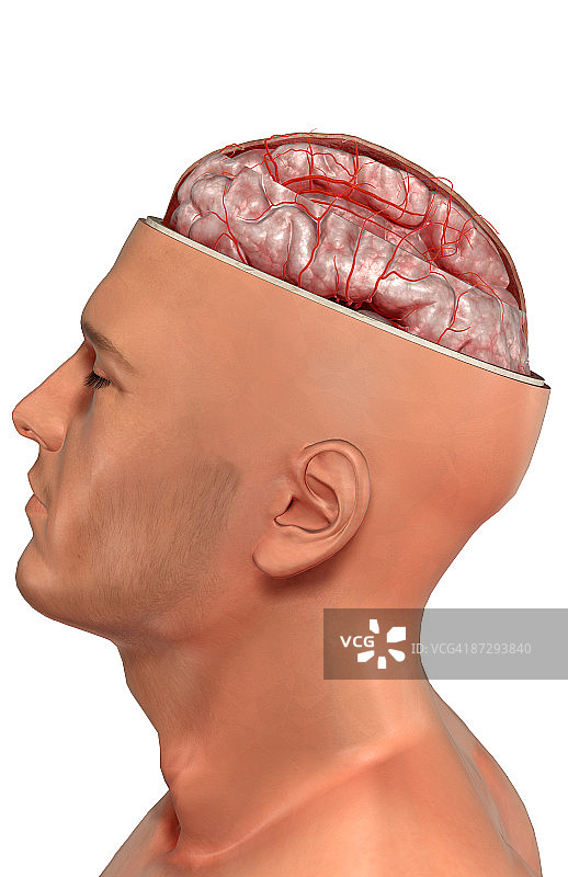 大脑动脉图片素材