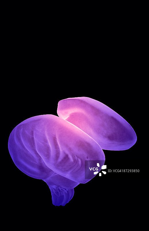 脑干图片素材