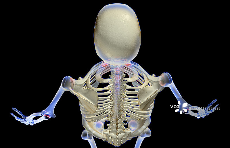 头部和肩部骨骼图片素材