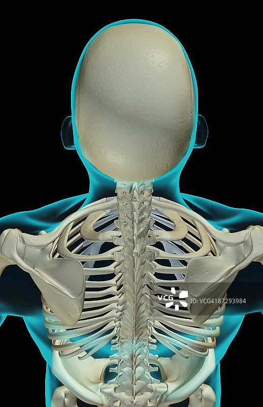 头部和肩部骨骼图片素材
