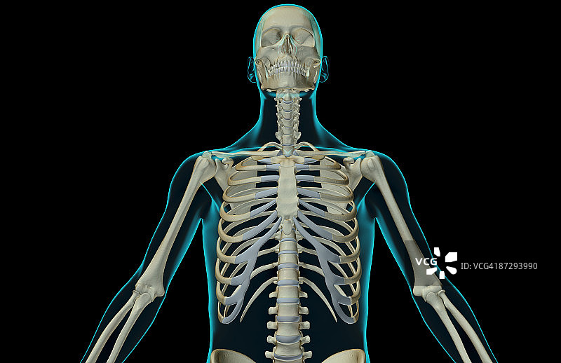 上半身的骨头图片素材