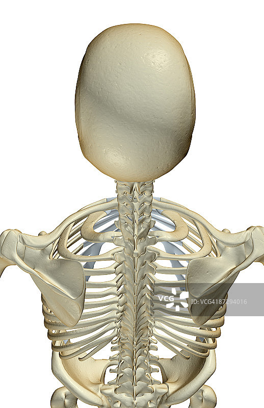 头部和肩部骨骼图片素材