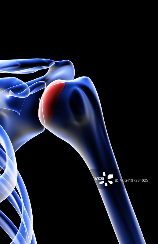 肩部骨骼图片素材